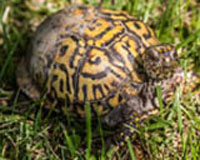 Eastern Box Turtle sunning himsef on grass