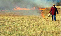 A fire professional walks a woodland using the canister to begin the low burn