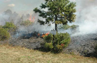 An area of controlled burn of low lying shrubbery with smoke rising