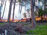 A low burning controled fire seen here which is contained to burn only the underbrush 