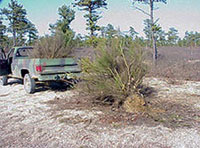 An Army pickup truck pulls a large invasive shrub out of the ground