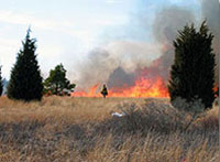 A controlled burn takes place in a grassy woodland area