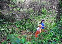 Field Crew members survey undisturbed sites within the natural cmmunities on Camp Edwards