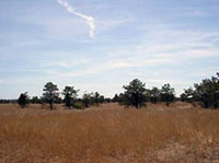 Open grasslands with tall pine trees at the horizon of a bright blue sky
