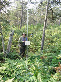 A Natural Resources mployee surveys an area of a pitch pin-oak forest woodland