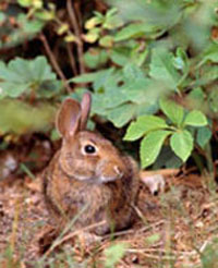 New England Cottontail Rabbit amongst greenery