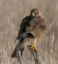 The Northern Harrier, a rare bird of prey that calls Joint Base Cape Cod home