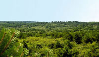 Over the Reserve photo taken from the air of miles of green, lush trees against a clear blue sky