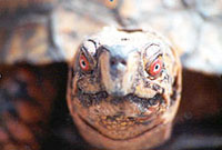 Face of an Eastern Box Turtle looking into camera