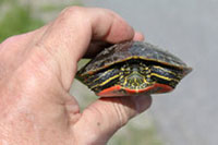 Hand holding a small spotted turtle