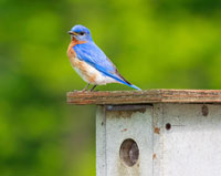 Bluebird sitting atop box