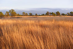 Miles of beautiful tall grasslands extend into the horizon under a clear blue sky.