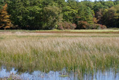 View of a wetland with tall grasses and a pine barren forest at the horizon.