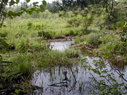One of the many wetlands located on Joint Base Cape Cod