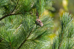 A closeup shot of a beautiful soft pine branch with a large pinecone.Pine barrens (forests) are quite typical on Cape Cod