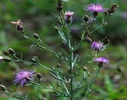 Spotted Knapweed Invasive
