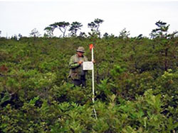 A field worker stands in the middle of a large area of natural habitat. 