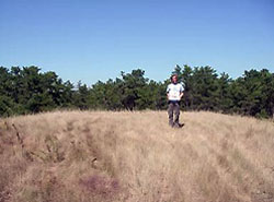 A field worker walks down a grass covered hill after exiting a pine barren forest. 