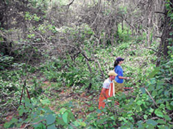 Two fild workers walk amongst the trees of a woodland area searching for sight of rare birds.