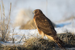A Northern Harrier, a rare species calling the JBCC home.