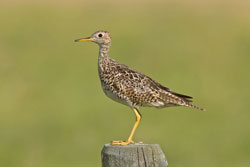 Upland Sandpiper standing on a wooden post.