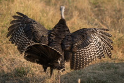 A wild turkey spreads its wings while trotting through a grassland area of the JBCC.