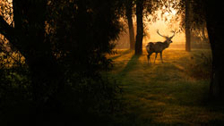 A deer standing in a sun filled area of an otherwise darkened forest.