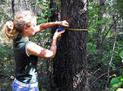 A field worker measures the circumference of a large pine tree.